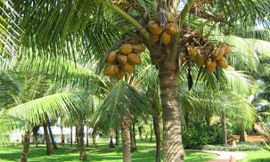 lakshmi group Thanjavur
